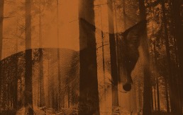 Quick Brown Fox Texture 1